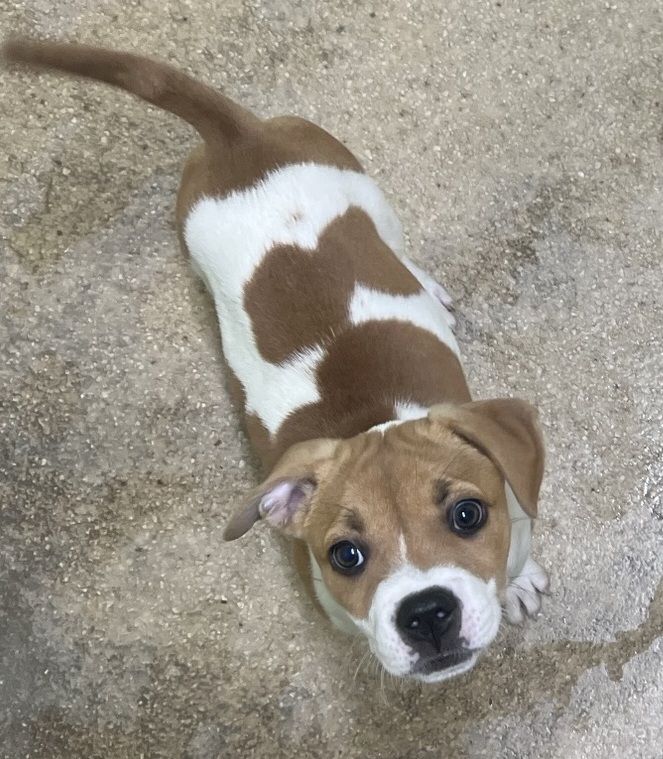 Gallery image: Pepper