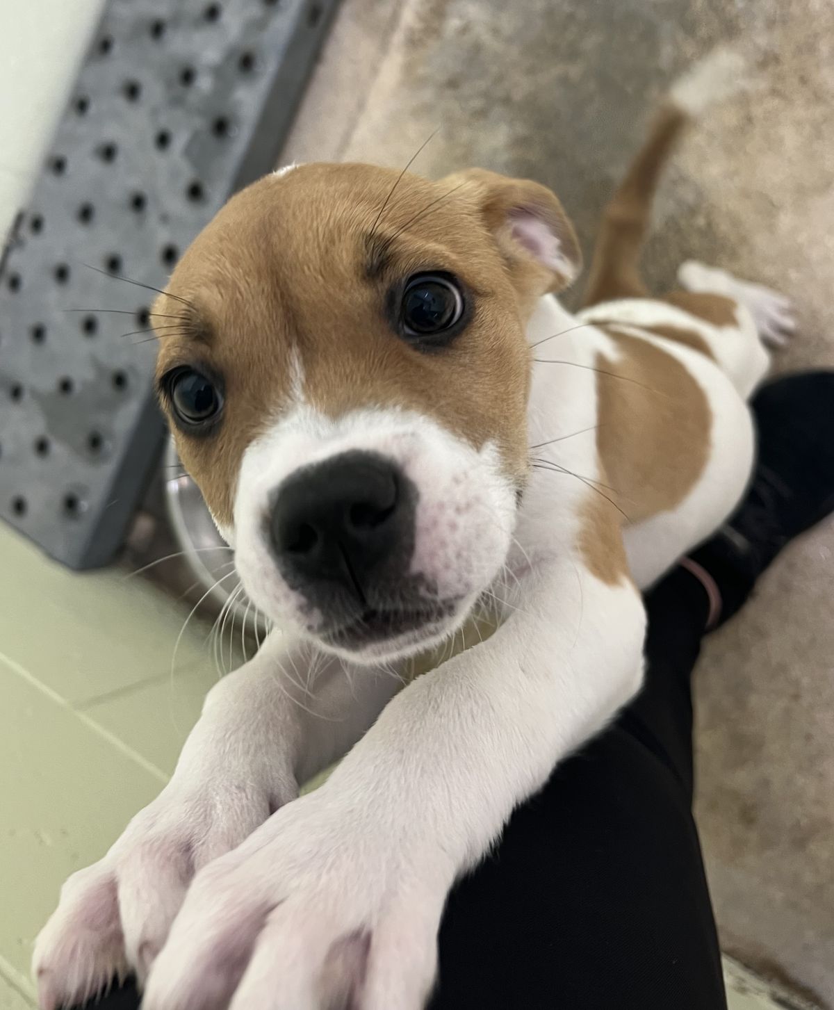 Gallery image: Pepper