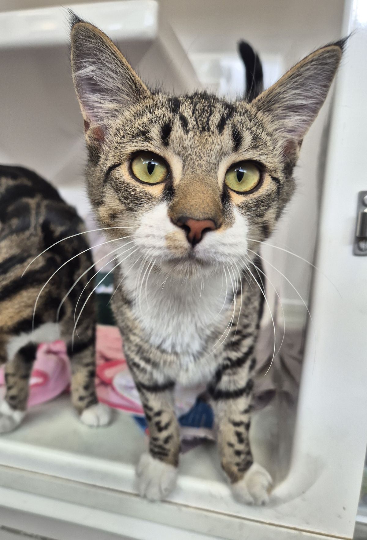 Gallery image: Peter