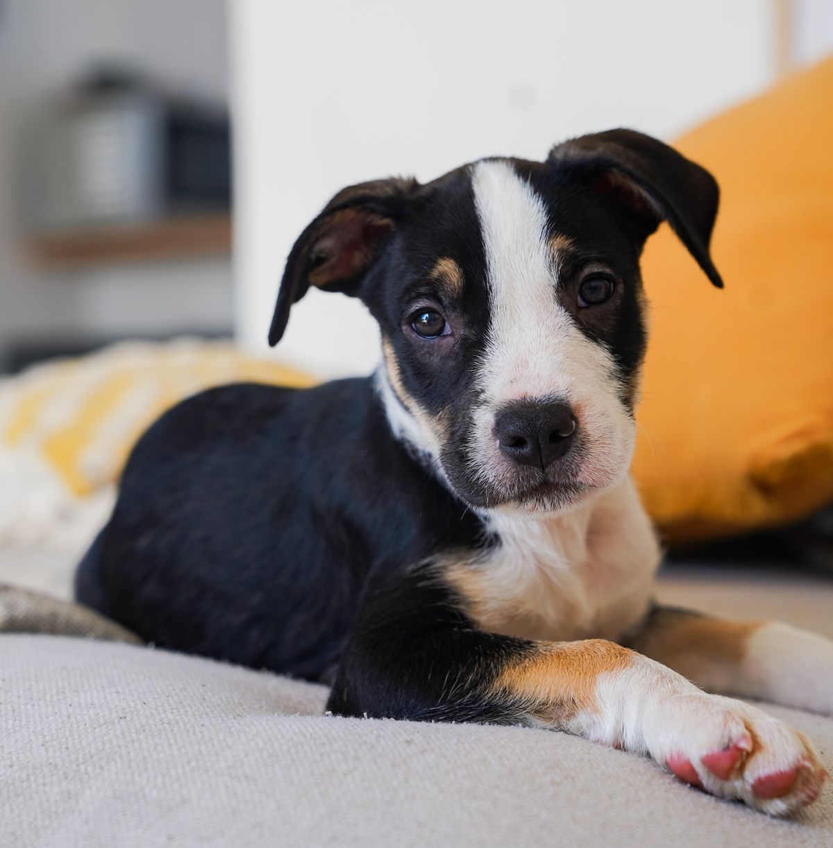 Gallery image: Humphrey