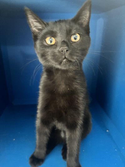 Sweetpea - Domestic Short Hair