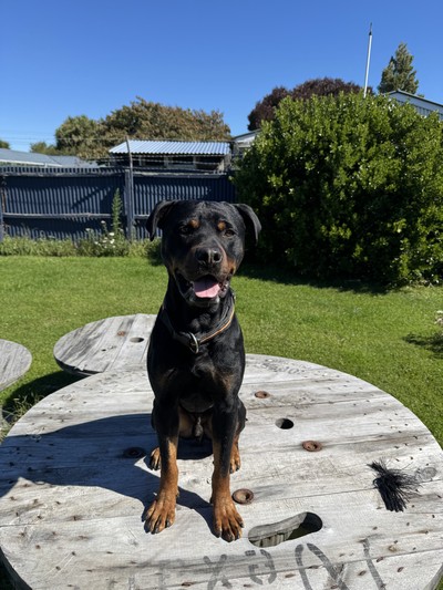 Rocco - Rottweiler