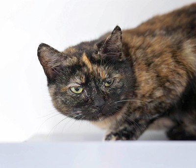 Kaia - Domestic Short Hair