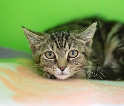 Bonnie - Domestic Short Hair