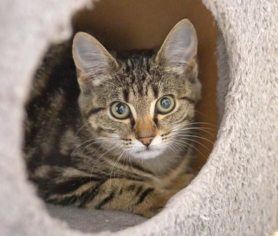 Elsie - Domestic Short Hair