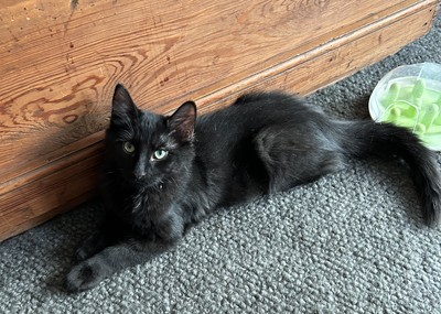 Fred - Domestic Medium Hair