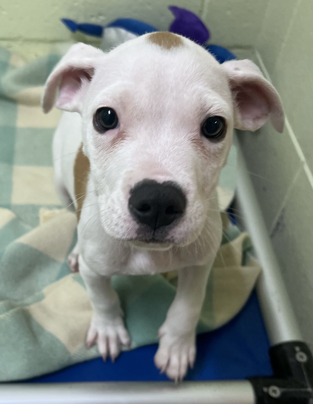 Gallery image: Cooper