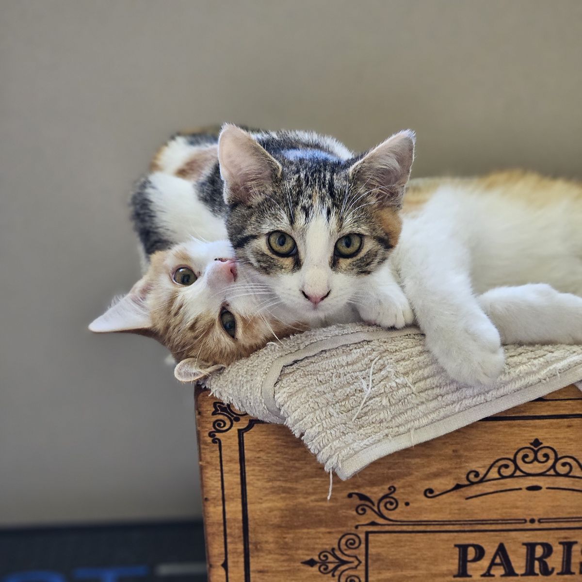 Gallery image: Rodger 