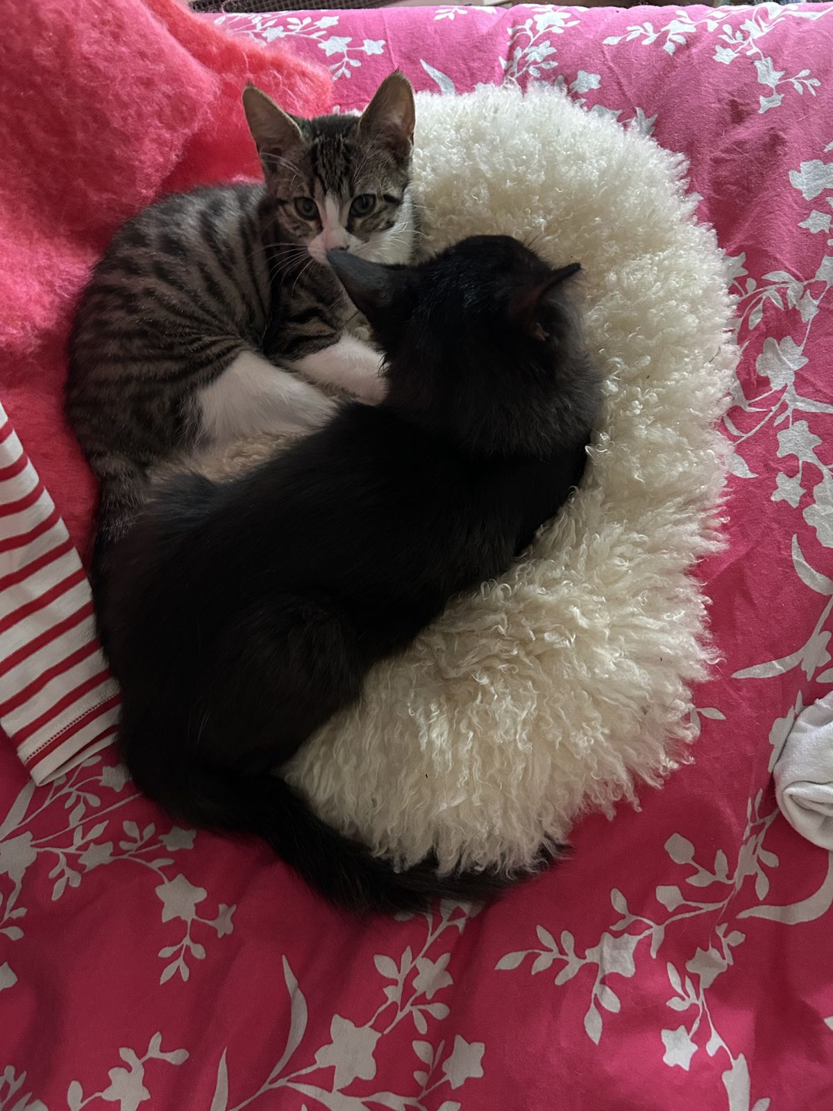 Gallery image: Dotti