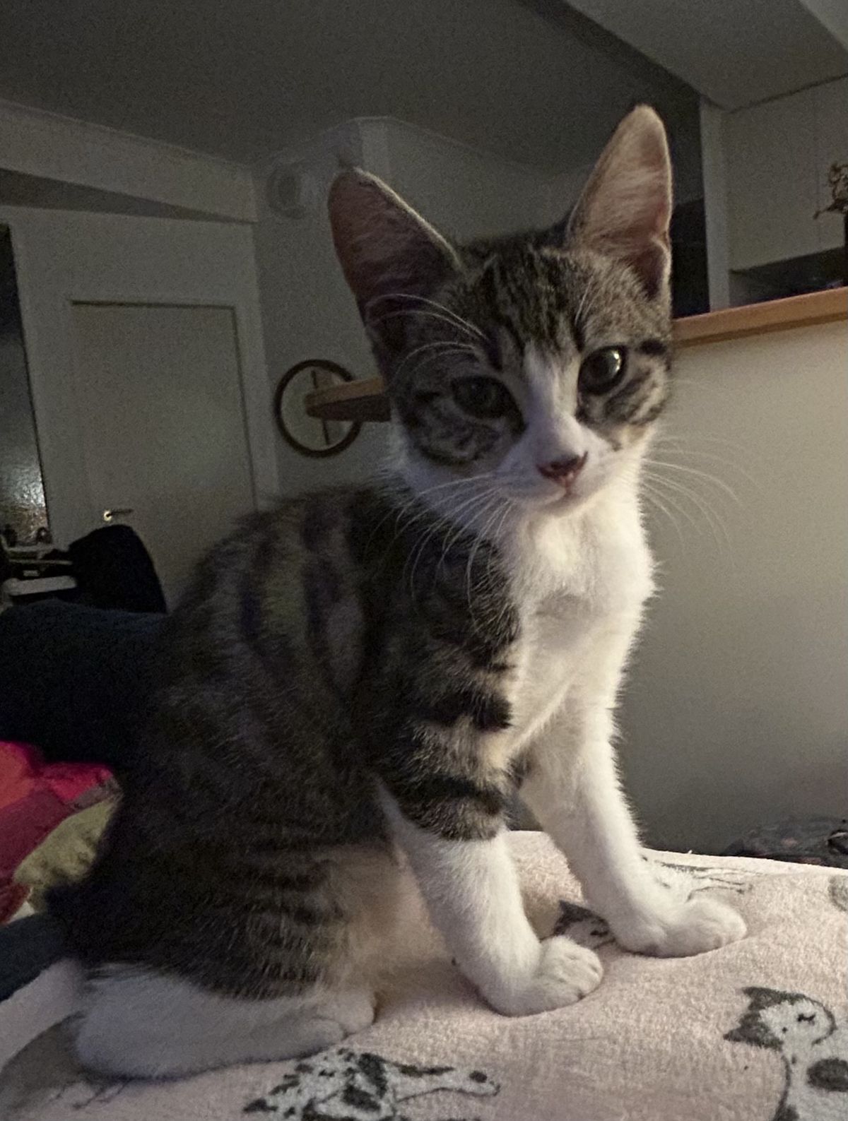 Gallery image: Dotti