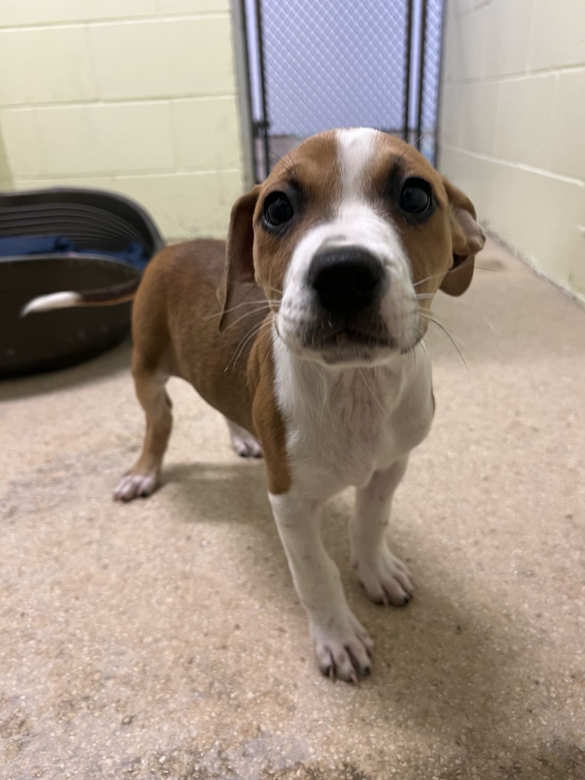 Gallery image: Daisy