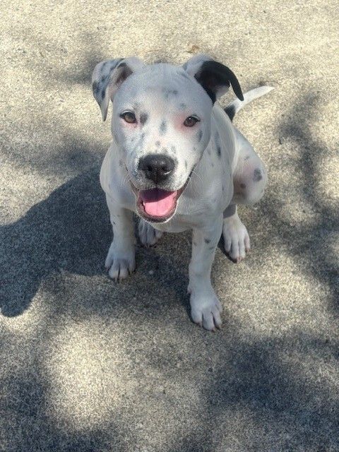 Gallery image: Clover