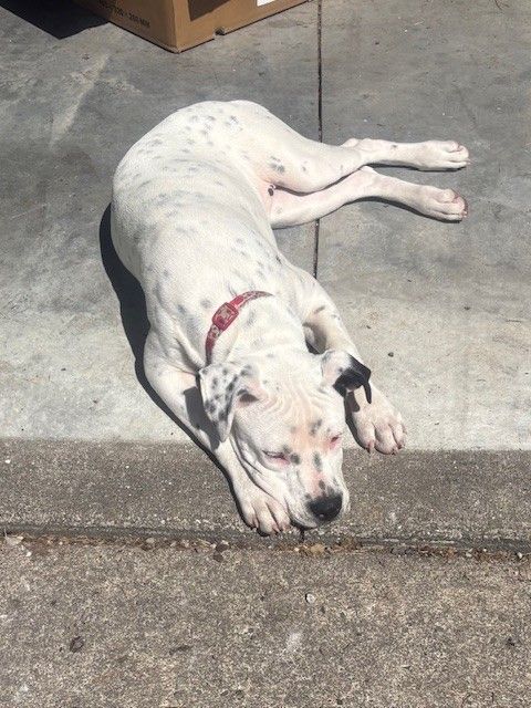 Gallery image: Clover