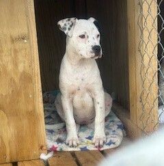 Gallery image: Clover