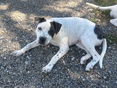 Coco Chanel - Staffy