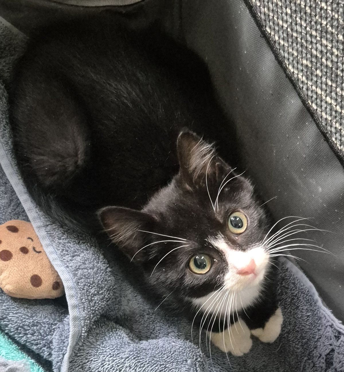 Gallery image: Tybalt