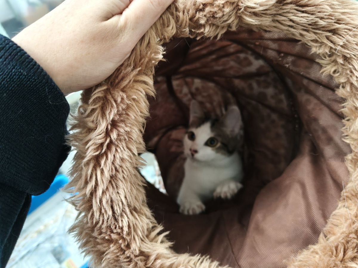 Gallery image: George 