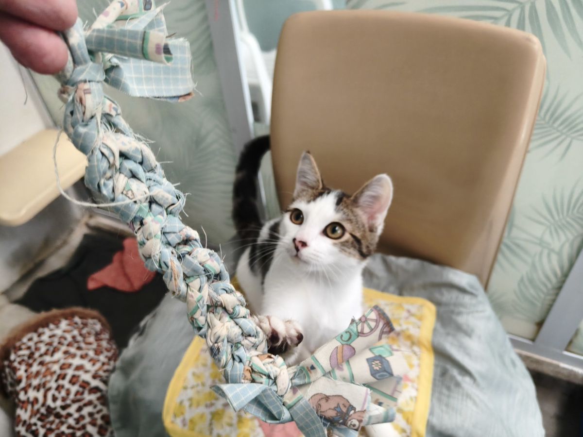 Gallery image: George 