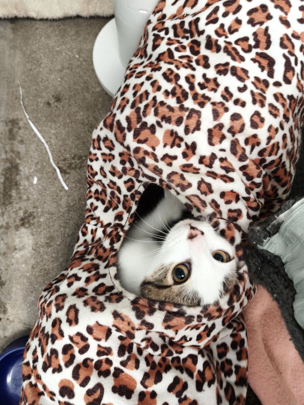 Gallery image: George 