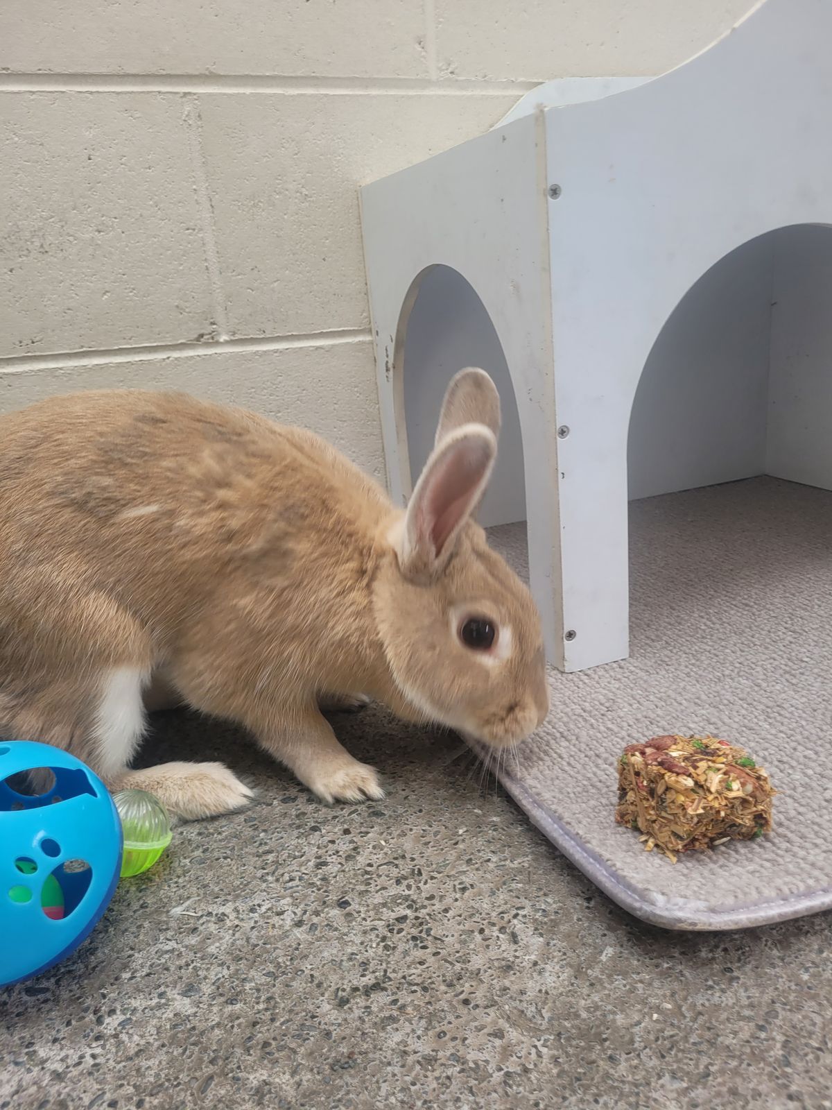 Gallery image: Ribena