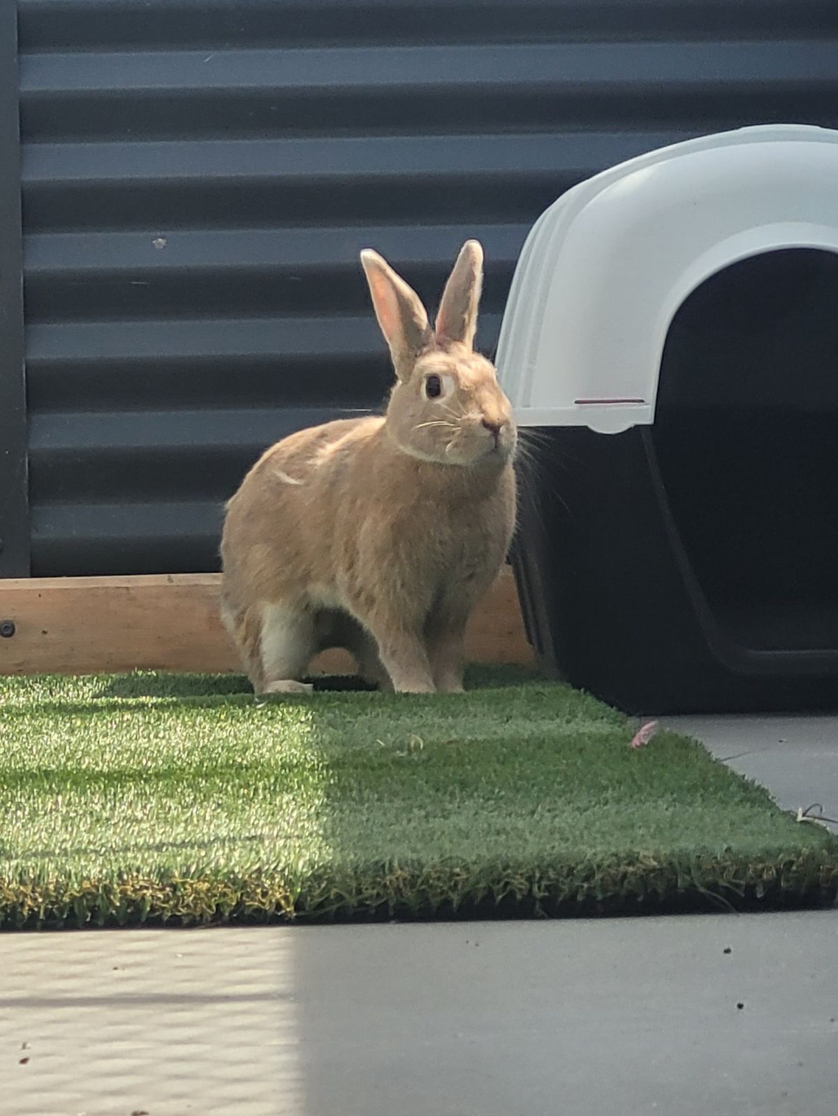 Gallery image: Ribena