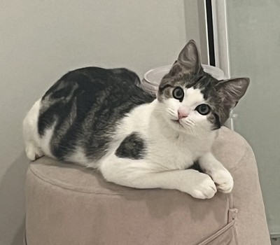 Louise - Domestic Short Hair