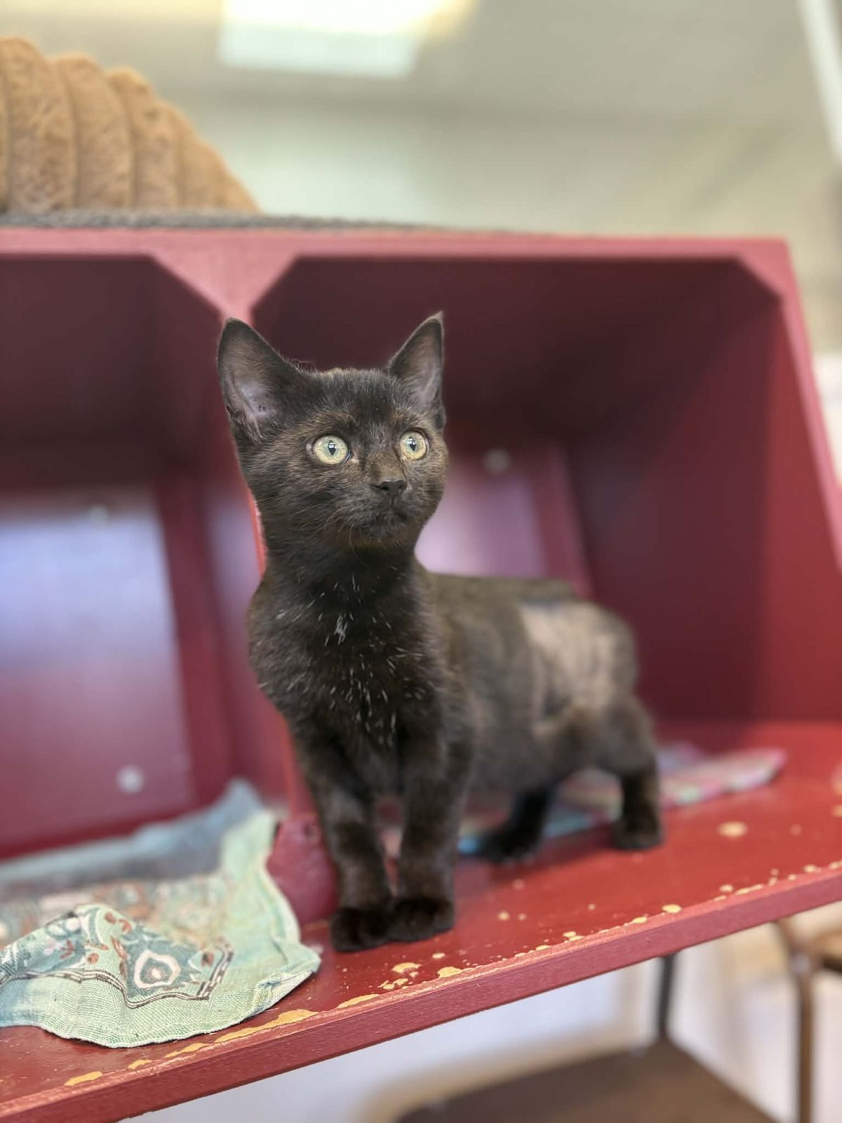 Gallery image: Petal