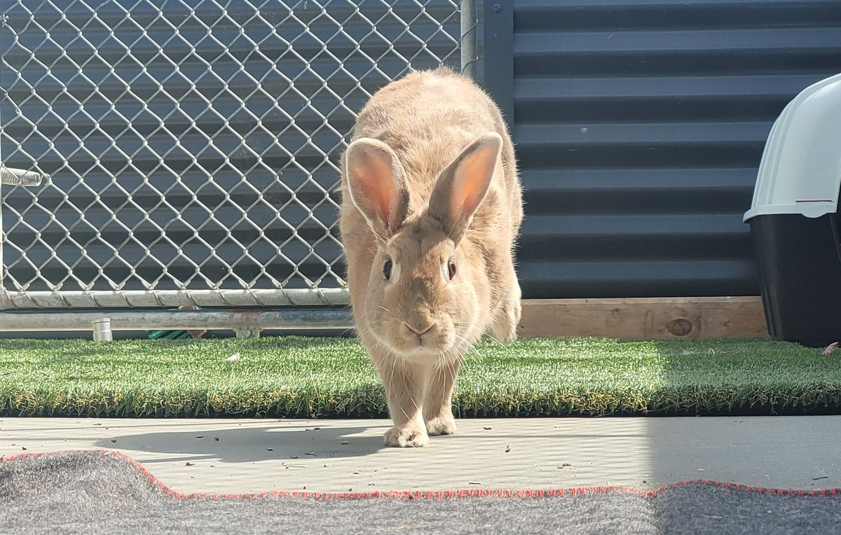 Gallery image: Ribena