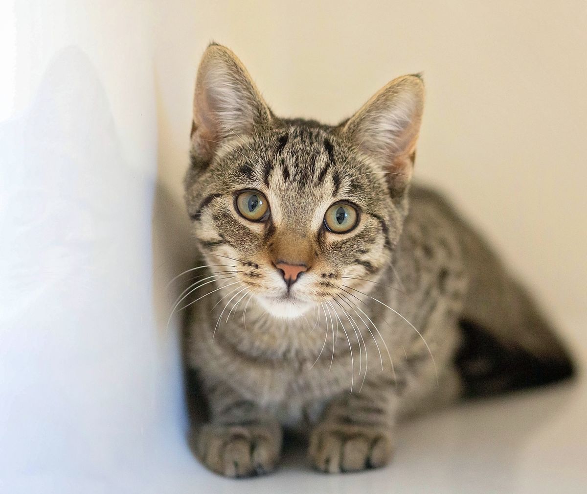 Gallery image: Magnum