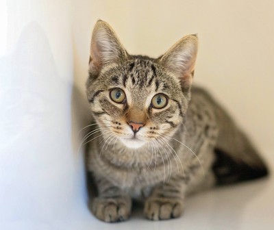 Magnum - Domestic Short Hair