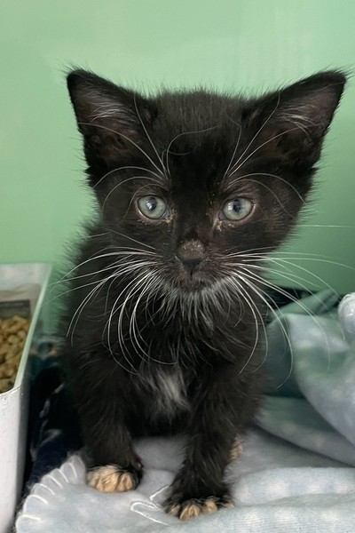 Cheese - Domestic Short Hair