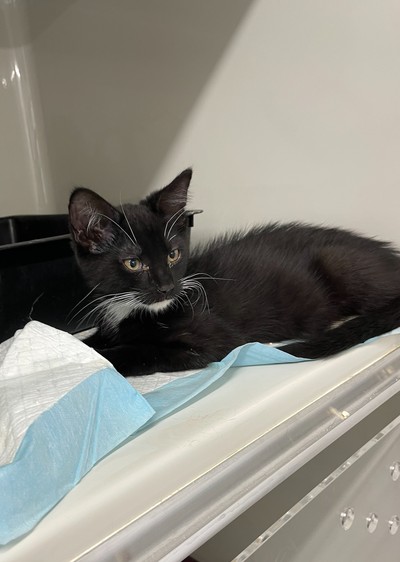 Crackers - Domestic Short Hair