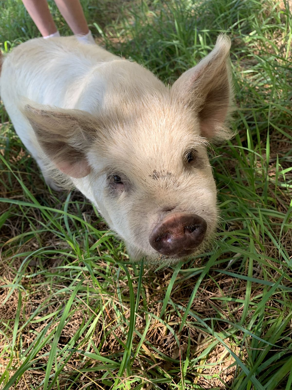 Gallery image: Hamlet