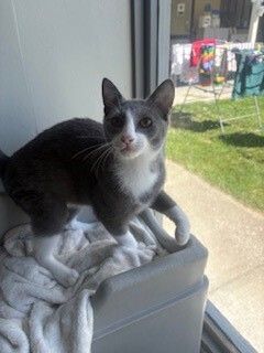 Gallery image: Blaze