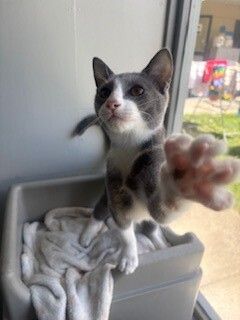 Gallery image: Blaze