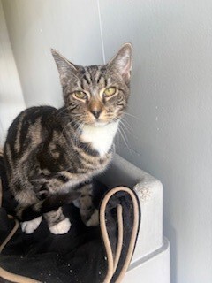 Marvel - Domestic Short Hair