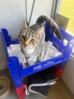 Sleepy - Domestic Short Hair