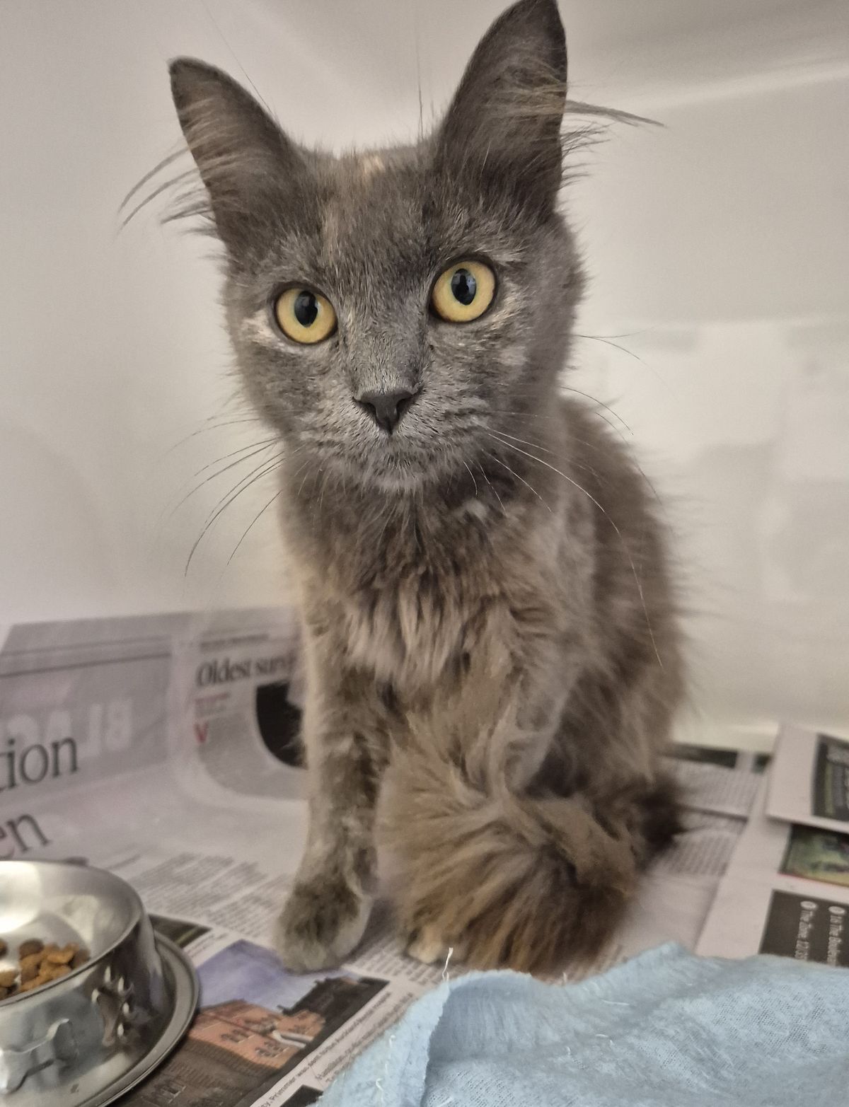 Gallery image: Lottie