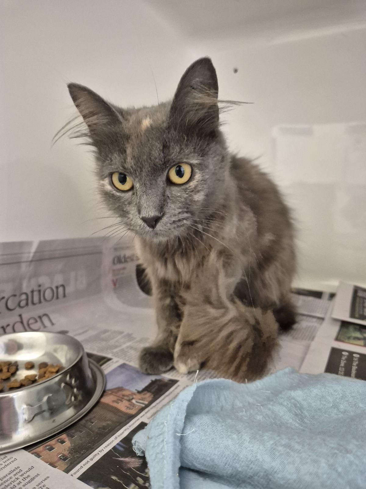 Gallery image: Lottie