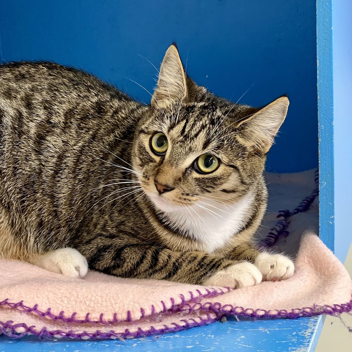 Gallery image: Monkey