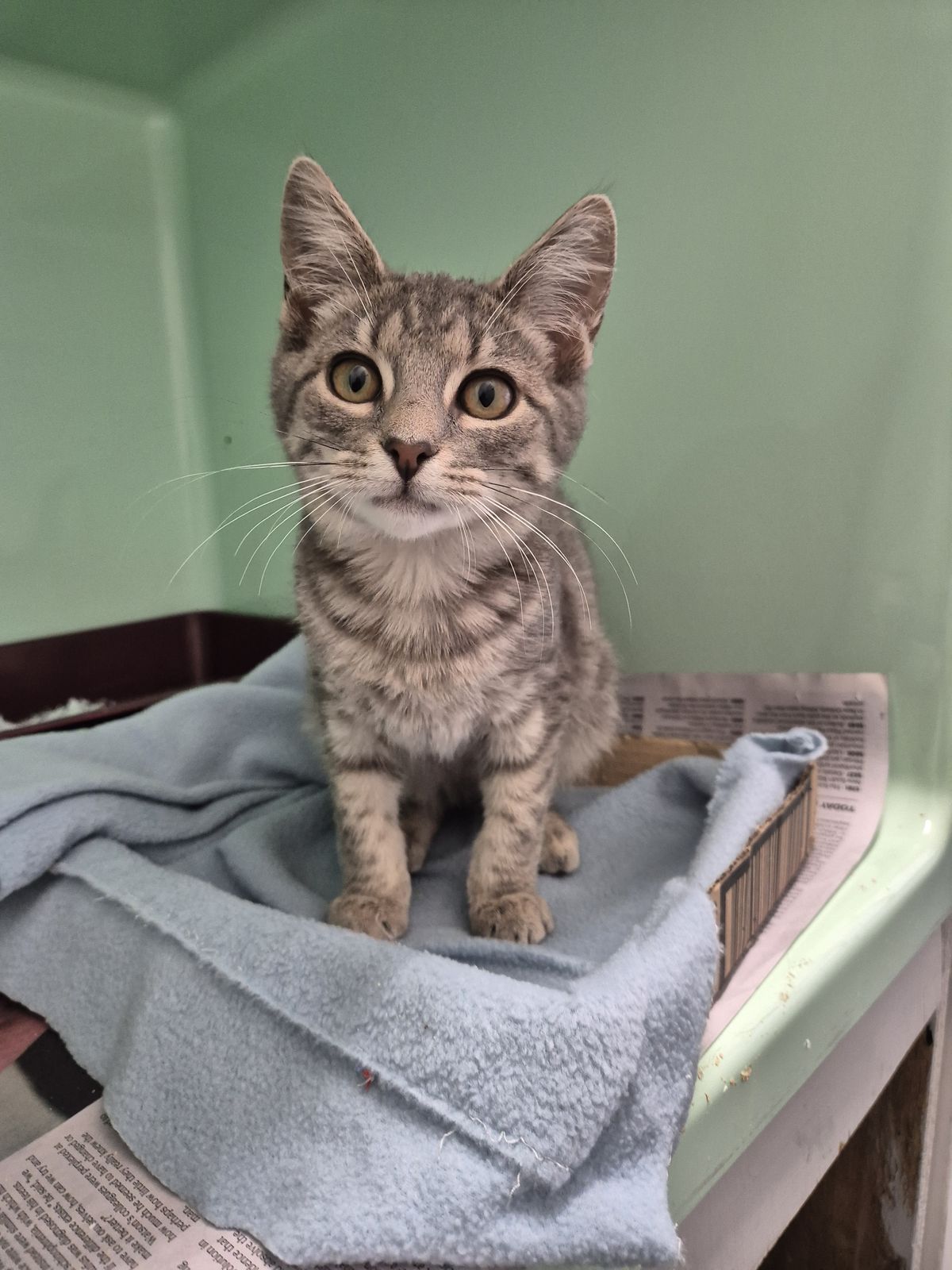 Gallery image: Zelda