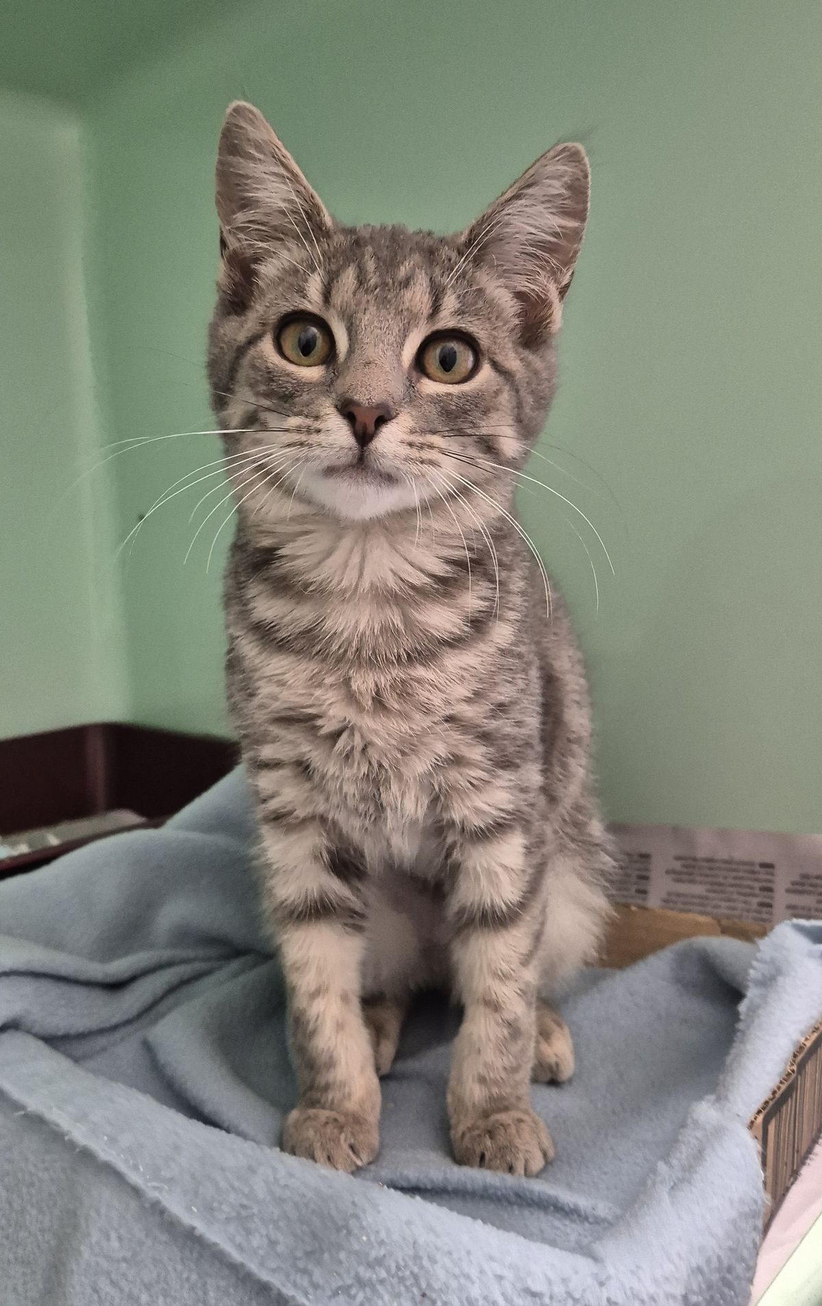 Gallery image: Zelda