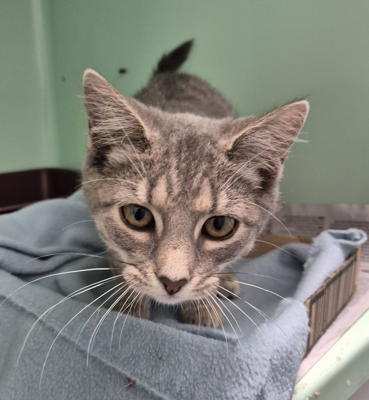 Gallery image: Zelda