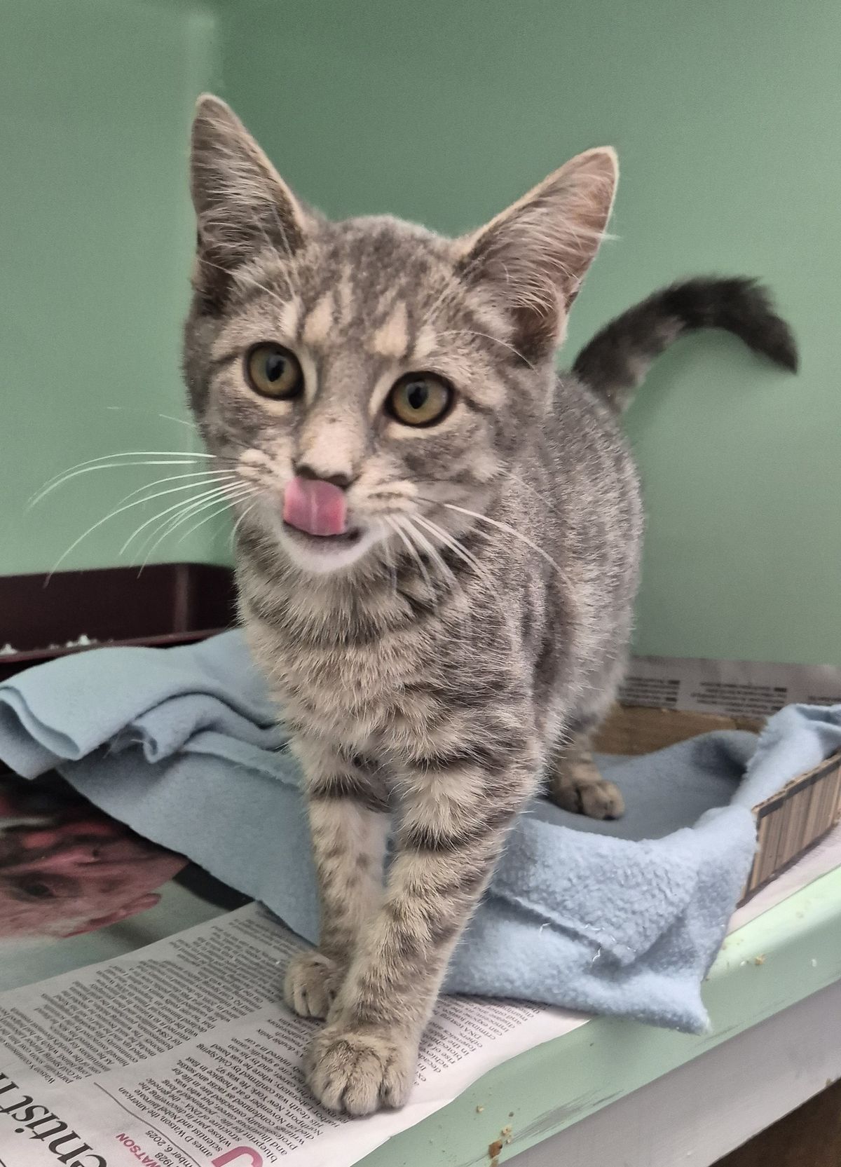 Gallery image: Zelda