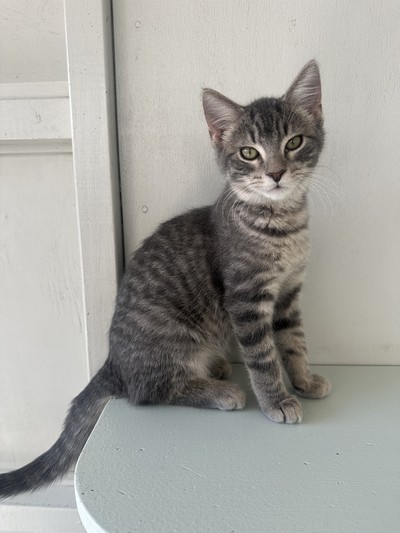 Rocketman  - Domestic Short Hair