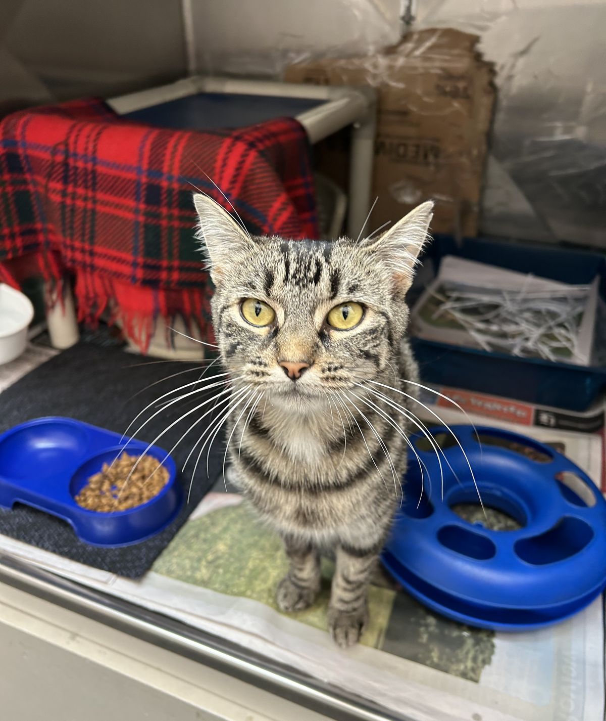 Gallery image: MacChiato