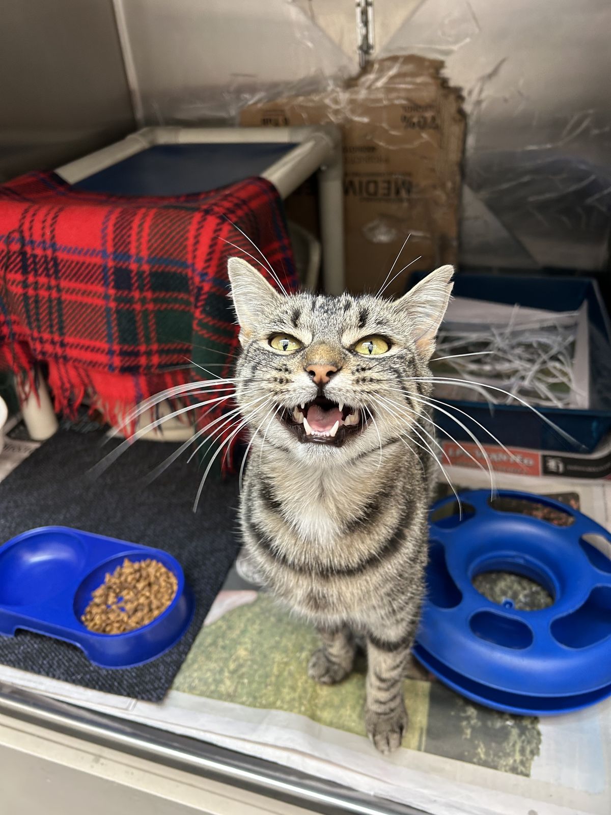 Gallery image: MacChiato