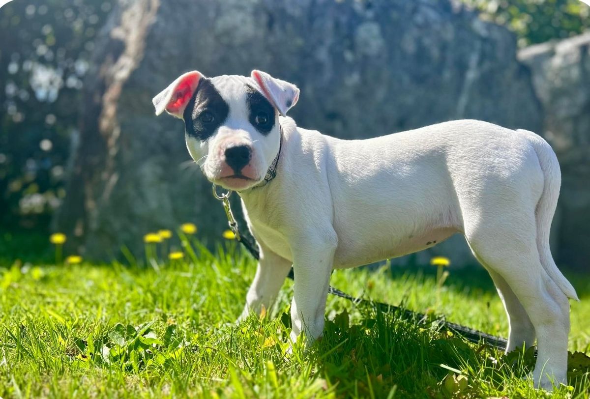 Gallery image: Beatrice