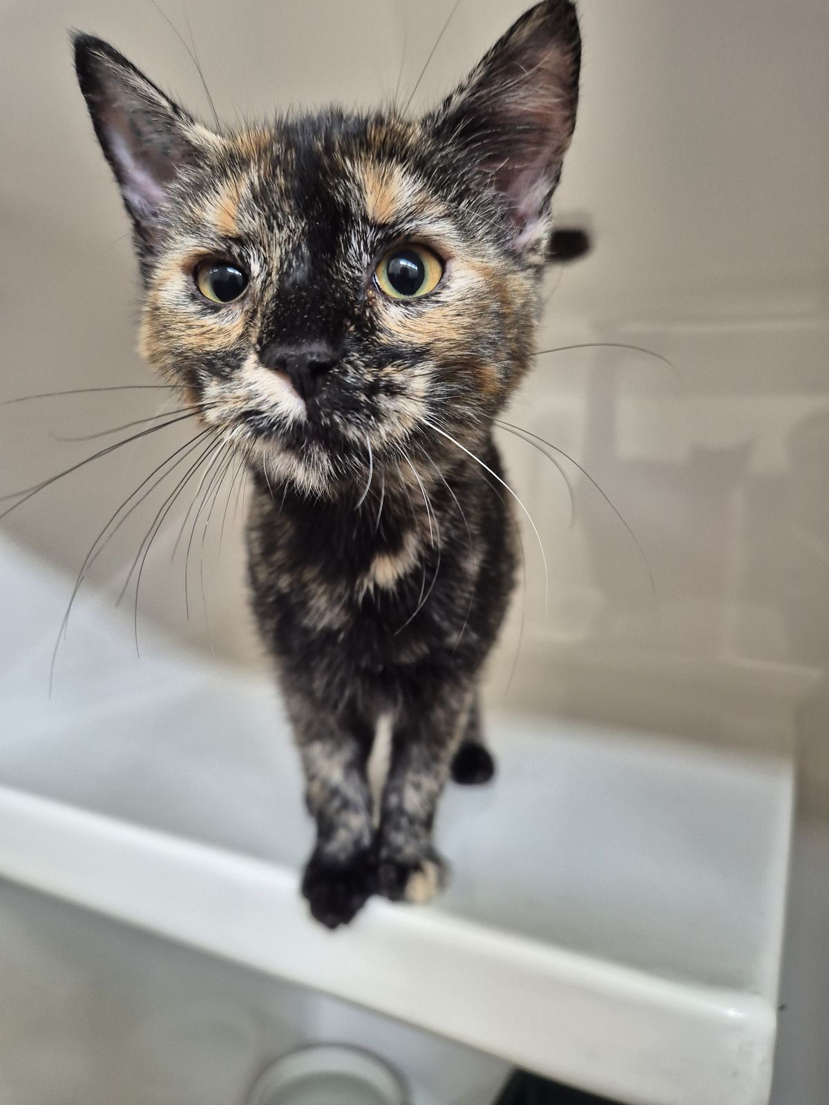 Gallery image: Tinkerbell