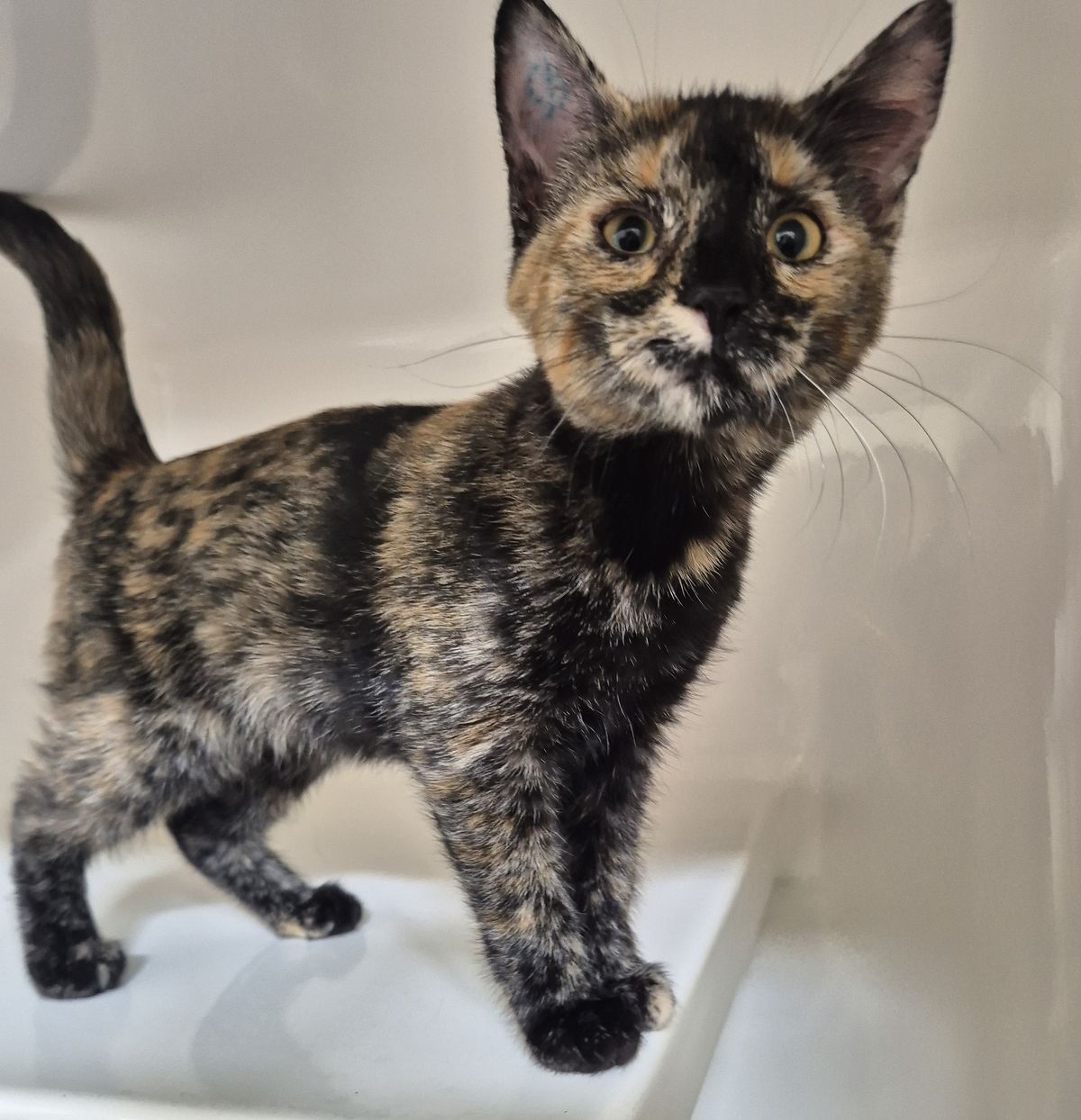 Gallery image: Tinkerbell